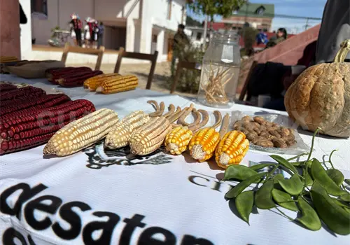 Pese a transg&eacute;nicos, prefieren ma&iacute;z nativo: Inifap