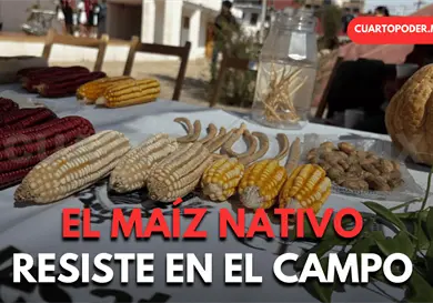 Pese a transg&eacute;nicos, prefieren ma&iacute;z nativo: Inifap