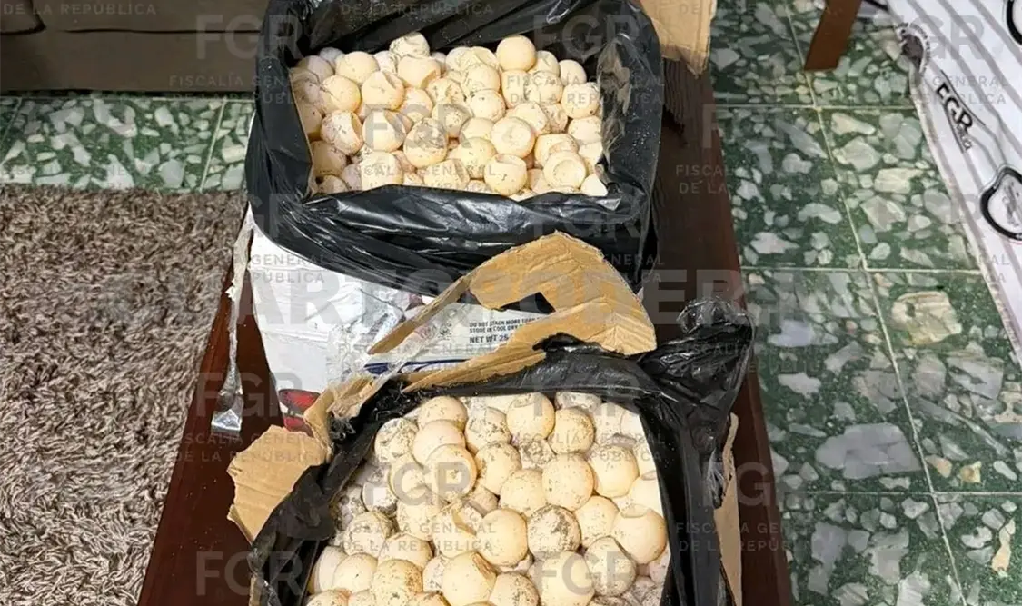 Los federales decomisaron mil 800 huevos de tortuga durante la inspección. Jesús Cruz / CP