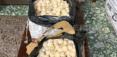 Aseguran más de mil huevos de tortuga Aseguran más de mil huevos de tortuga