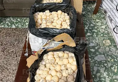 Aseguran más de mil huevos de tortuga Aseguran más de mil huevos de tortuga
