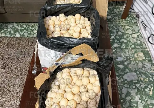 Aseguran m&aacute;s de mil huevos de tortuga