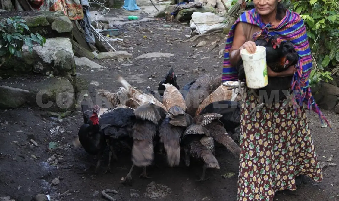 Este modelo es replicable para otras regiones originarias de Chiapas y México. CP