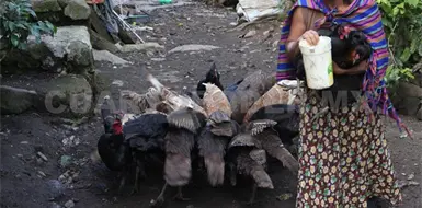 Rescate de gallinas criollas y guajolotes aut&oacute;ctonos