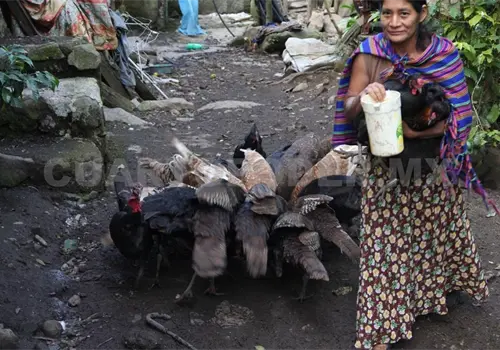 Rescate de gallinas criollas y guajolotes aut&oacute;ctonos