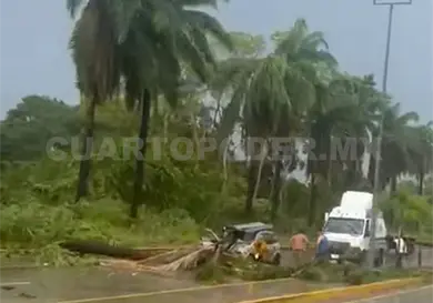 Lluvias y vientos tiran palmeras y árboles en libramiento Sur Lluvias y vientos tiran palmeras y árboles en libramiento Sur