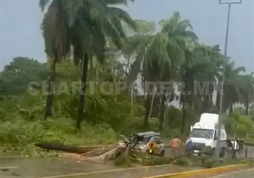 Lluvias y vientos tiran palmeras y árboles en libramiento Sur Lluvias y vientos tiran palmeras y árboles en libramiento Sur