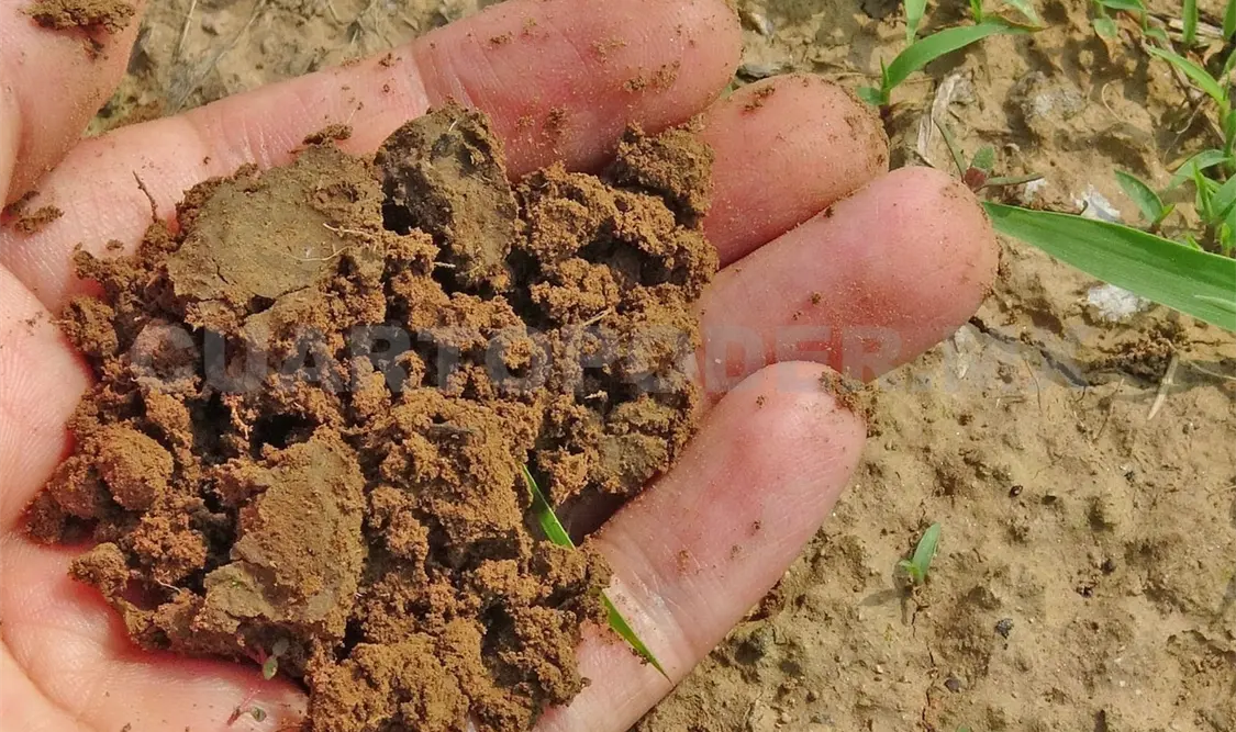 La falta de agua está pegando al agro chiapaneco. Diego Pérez / CP