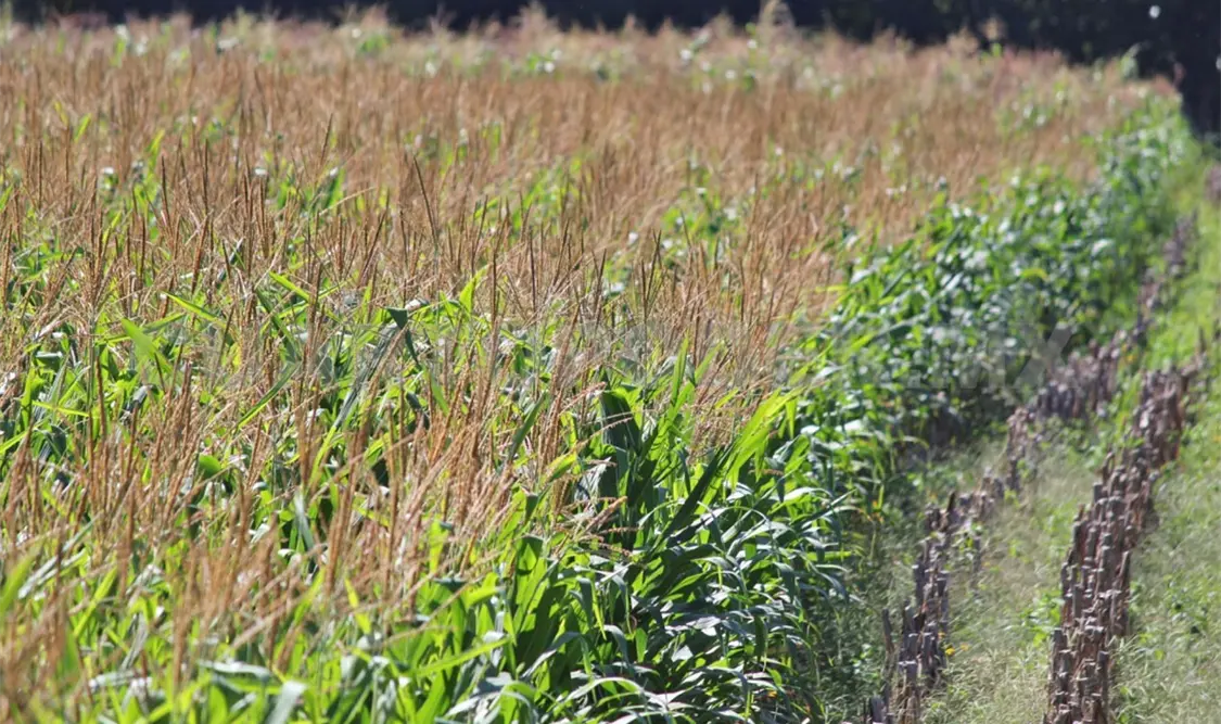 El campo chiapaneco enfrenta su peor crisis en más de 20 años. CP