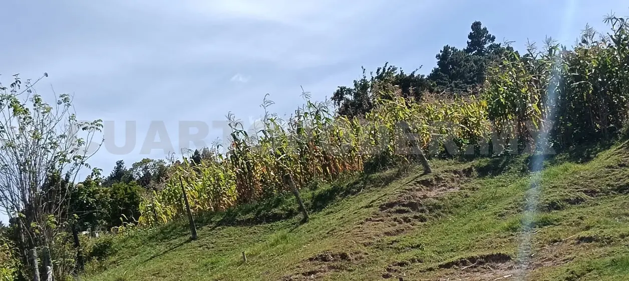 Esta variación climática les ha ocasionado importantes afectaciones económicas. Manuel Martínez / CP