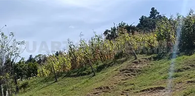 Deja sequía importantes pérdidas a campesinos Deja sequía importantes pérdidas a campesinos