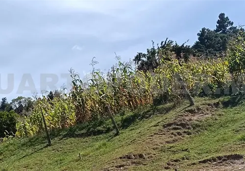 Deja sequía importantes pérdidas a campesinos Deja sequía importantes pérdidas a campesinos