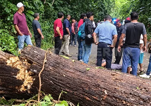 Los aplasta un árbol al transitar en carretera Los aplasta un árbol al transitar en carretera