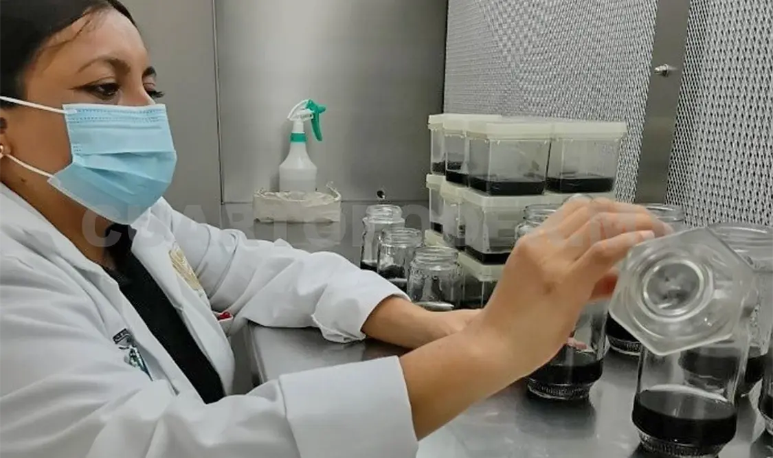 Aspecto del trabajo en laboratorio de los investigadores. CP