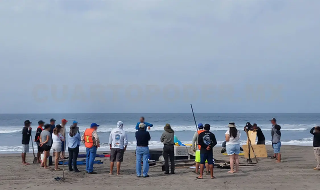 El manejo y atención de los mamíferos marinos requiere especial cuidado y apego a la legislación ambiental. Cortesía
