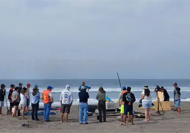 Capacitan sobre varamientos de mam&iacute;feros marinos