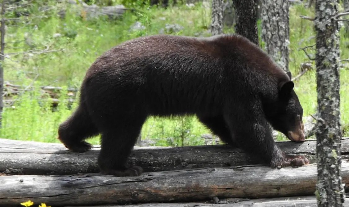 Liberan a oso negro “Ba’wi” en Chihuahua