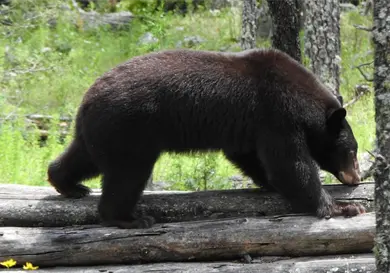 Liberan a oso negro "Ba´wi" en Chihuahua Liberan a oso negro "Ba´wi" en Chihuahua