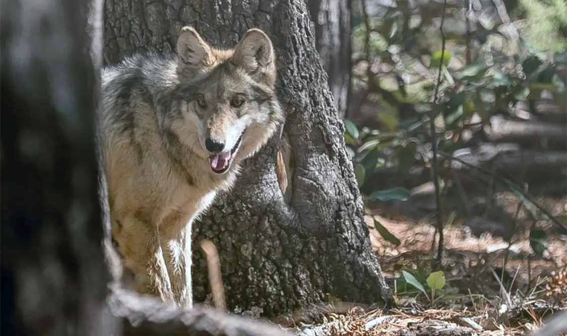 El lobo no es un peligro, argumentan especialistas universitarios. Cortesía