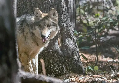 Lobo mexicano, en la mira de Trump Lobo mexicano, en la mira de Trump