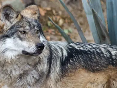 Lobo mexicano, en la mira de Trump