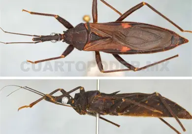 Detectan un nuevo vector de Chagas