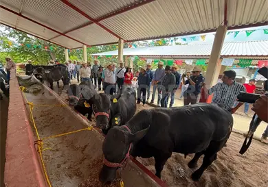 Ganader&iacute;a tendr&aacute; una Marca Chiapas
