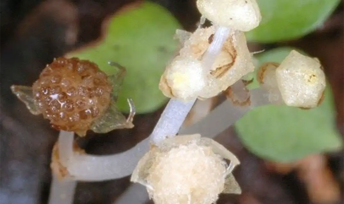 La planta generó un furor en el mundo de la ciencia. Cortesía