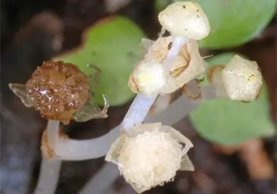 Lacandonia schismatica: hito bot&aacute;nico del siglo