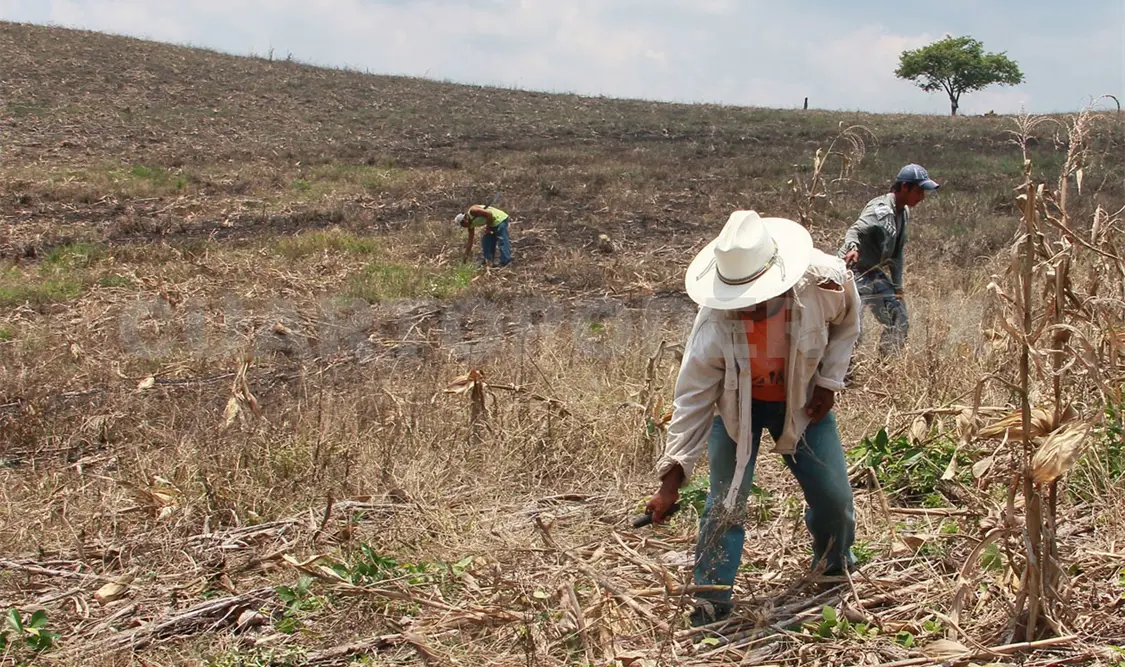 El campo se ha visto severamente afectado por la sequía. CP