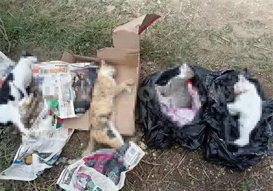 Vecinos denuncian envenenamiento de mascotas Vecinos denuncian envenenamiento de mascotas