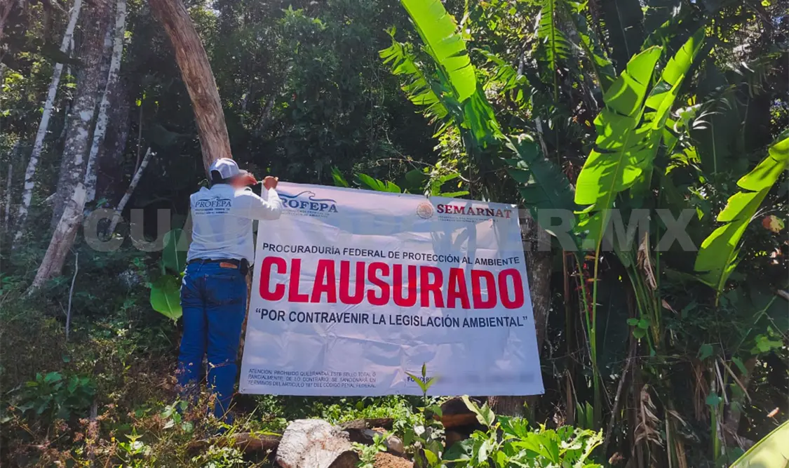 La clausura se realizó luego de detectar el cambio de uso de suelo forestal dentro del ANP de La Frailescana. Cortesía