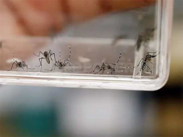 Comienzan a registrarse muertes por dengue