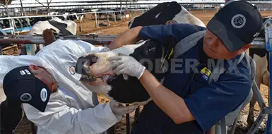 Realizan foro sobre el gusano barrenador Realizan foro sobre el gusano barrenador