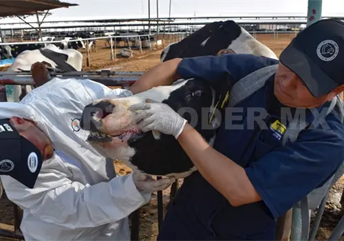 Realizan foro sobre el gusano barrenador
