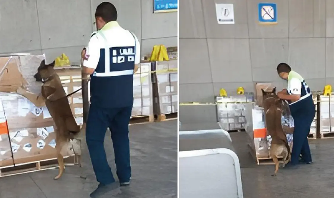 La mercancía permanecía oculta al interior de diversas cajas. Cortesía