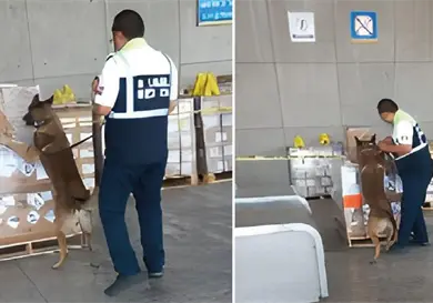 Perro Rini detecta 1.3 toneladas de metanfetamina