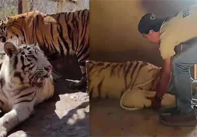 Rescatan a dos tigres de bengala en un domicilio