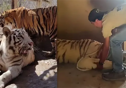 Rescatan a dos tigres de bengala en un domicilio Rescatan a dos tigres de bengala en un domicilio