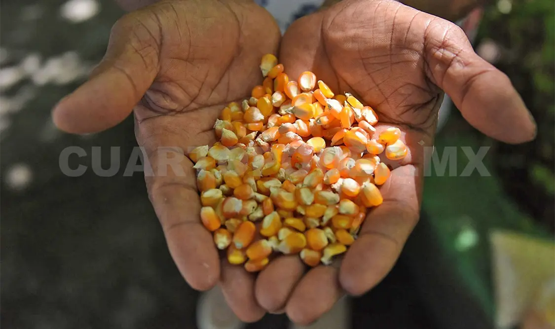 Chiapas importa alrededor de 200 mil toneladas de maíz al año para cubrir su demanda interna. CP