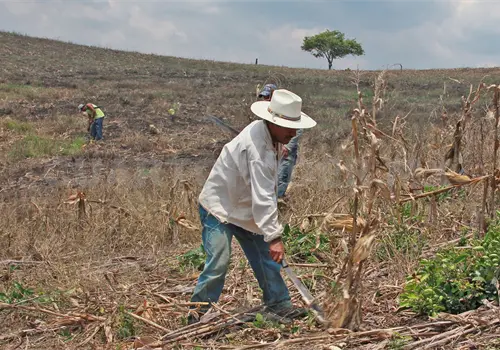 Reportan p&eacute;rdidas del 90% en cultivos