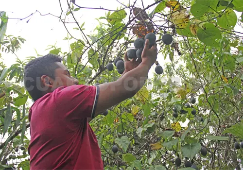 Crece producci&oacute;n de ca&ntilde;a y jitomate