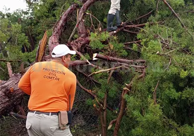 Deja lluvia &aacute;rboles colapsados en Comit&aacute;n