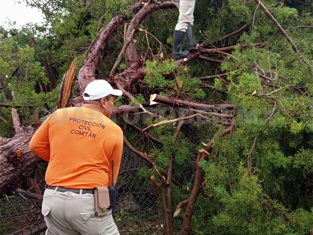 Deja lluvia &aacute;rboles colapsados en Comit&aacute;n