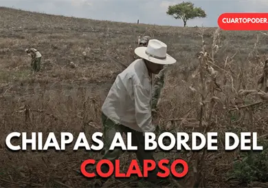 Reportan p&eacute;rdidas del 90% en cultivos