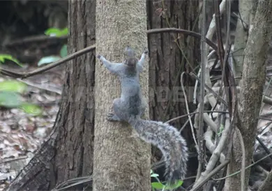 Documentan uso medicinal de fauna silvestre