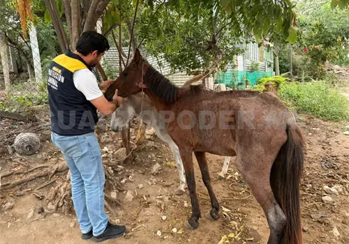 Rescata Protecci&oacute;n Civil caballo con desnutrici&oacute;n severa
