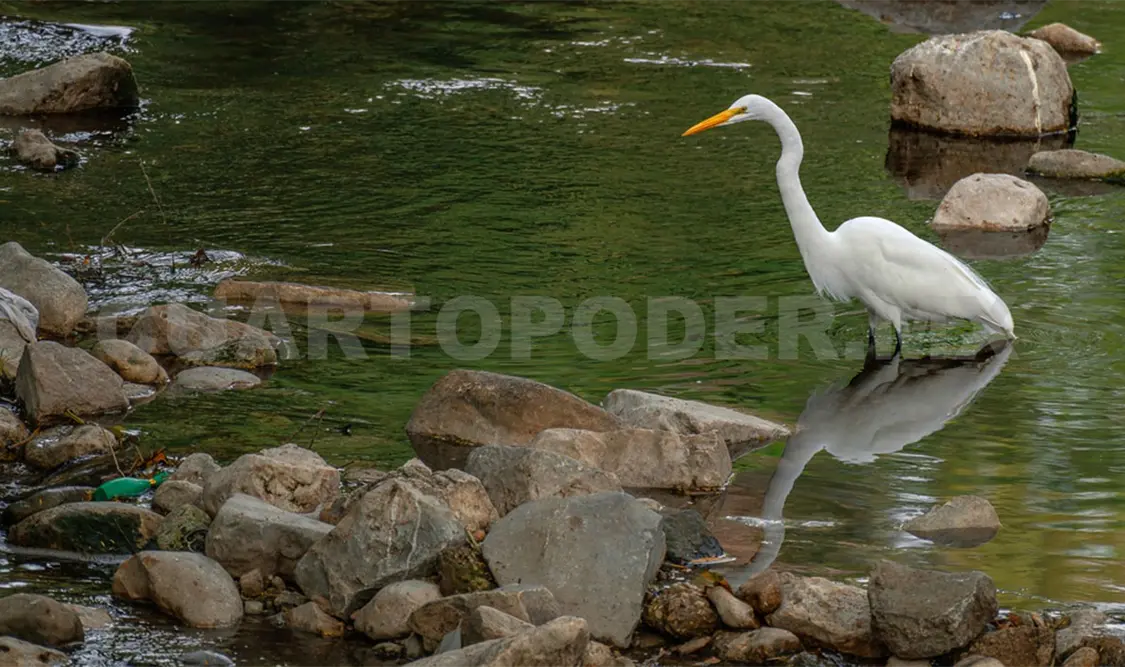 En el río Sabinal se pueden ver grupos de garzas alimentándose. Cortesía Daniel Pineda