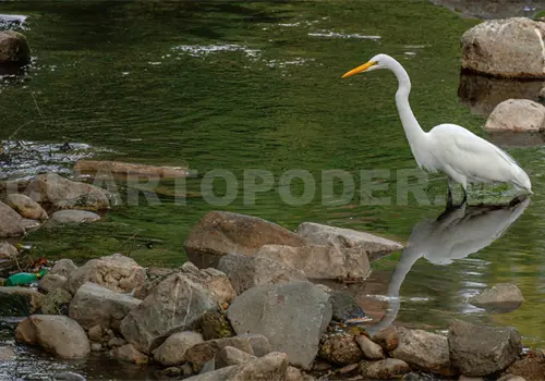 Documentan nueve especies de garzas