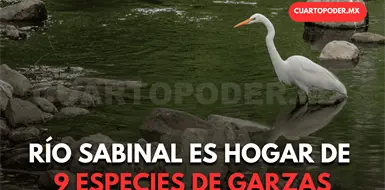 Documentan nueve especies de garzas Documentan nueve especies de garzas